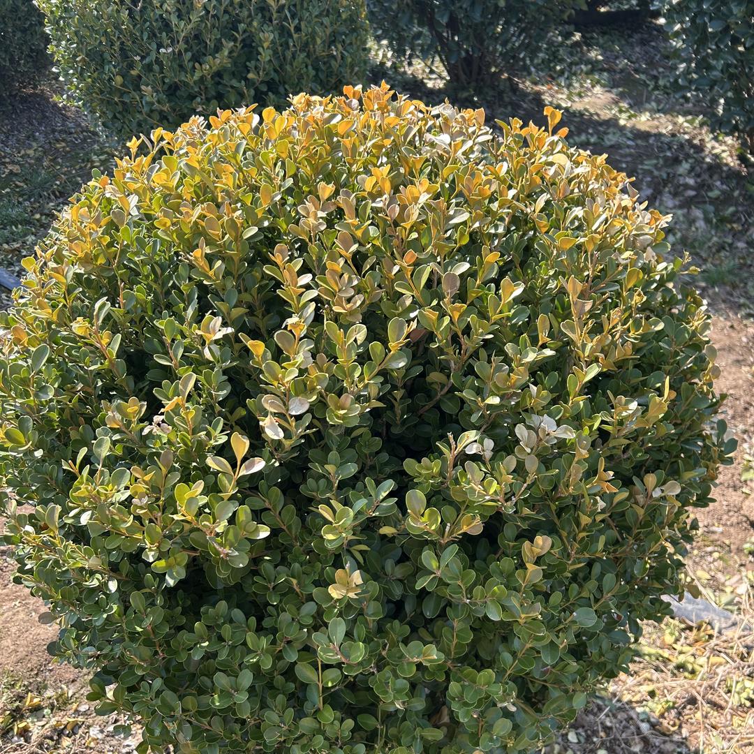 笑笑花卉12