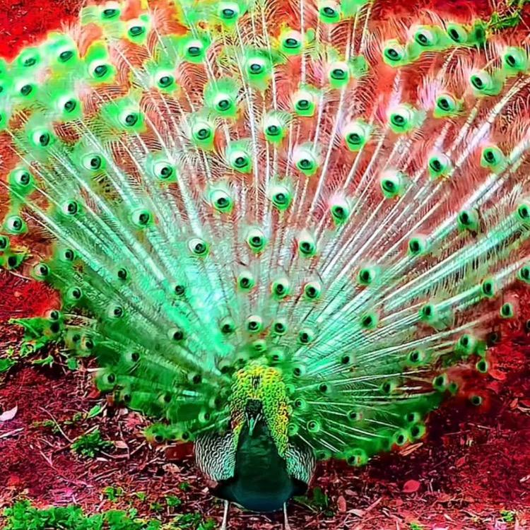鸟中之王（🦚）