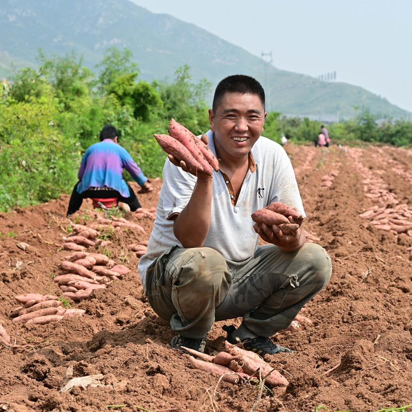 鹤壁淇县南四井奶香哈蜜红薯