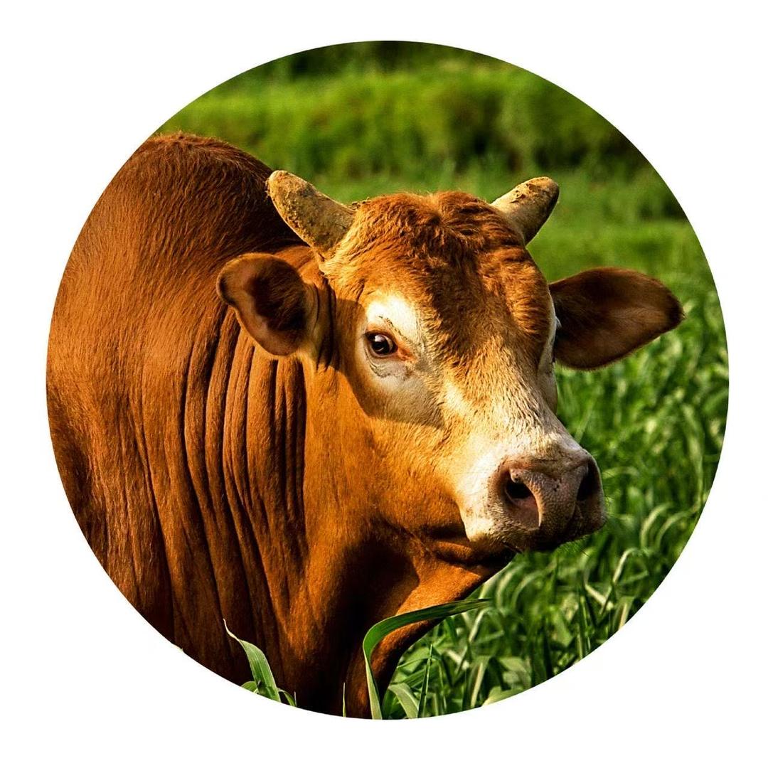 劭诚商贸生活甄选阁