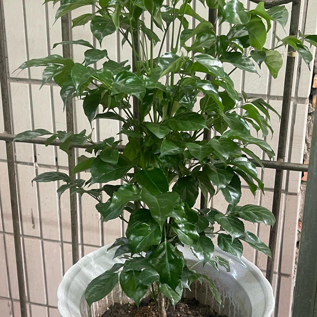 一帆风顺
