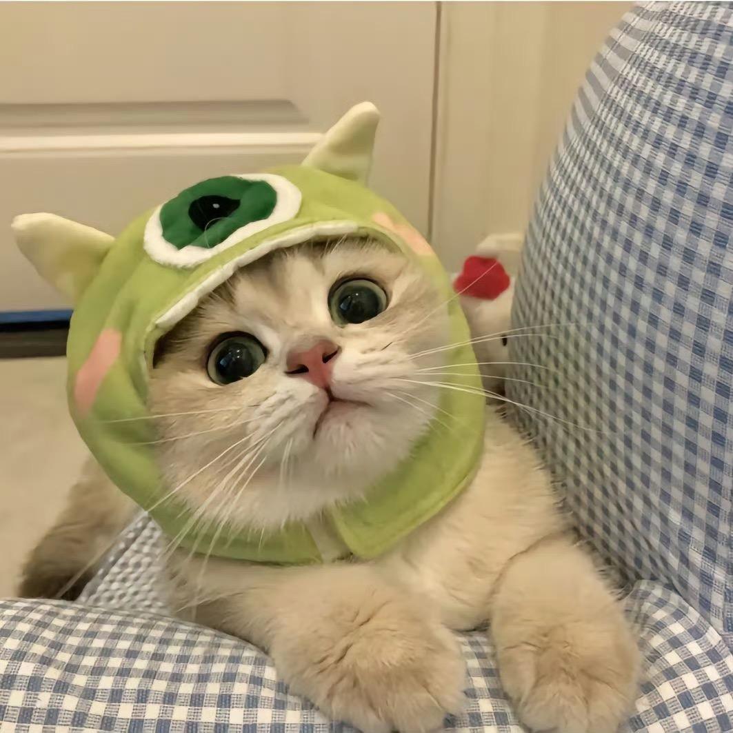 喵小咪椰🐈