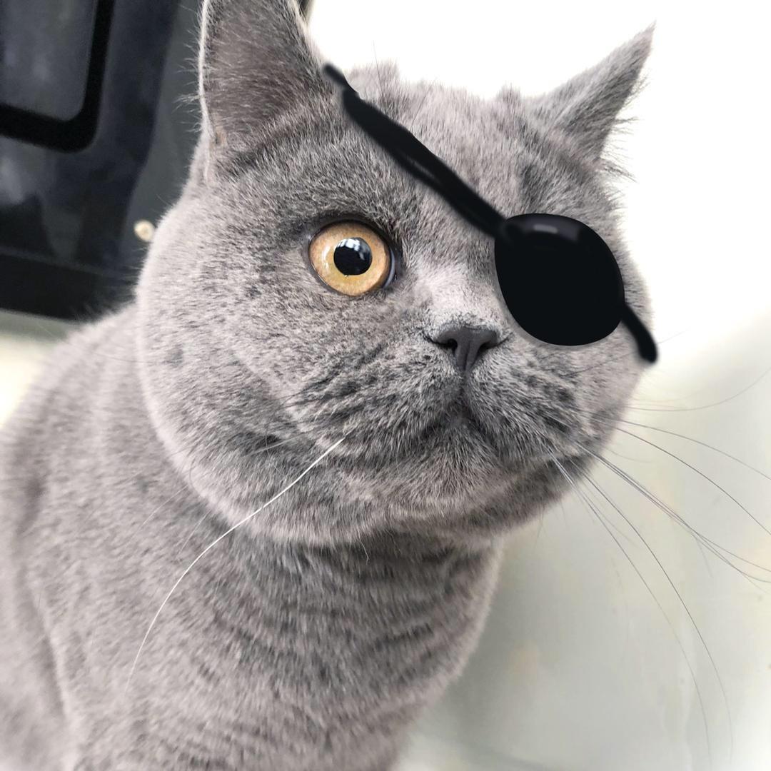 小贝宠物产品