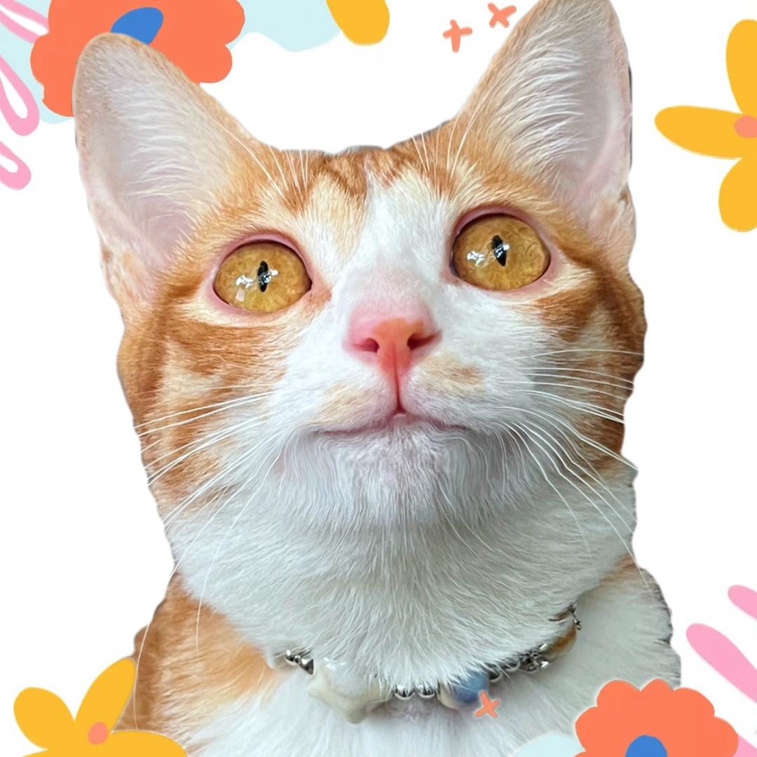 叼猫