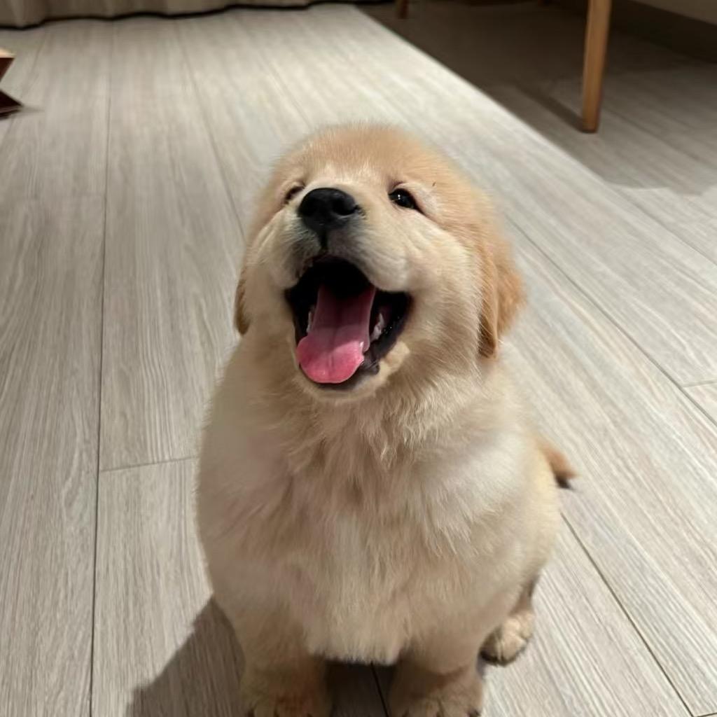 一乐家的毛孩子