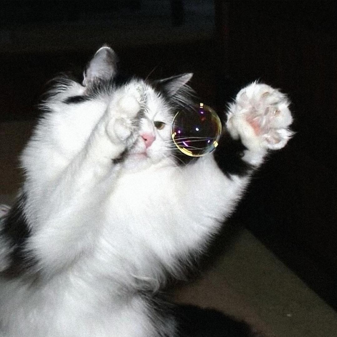 虹猫少侠