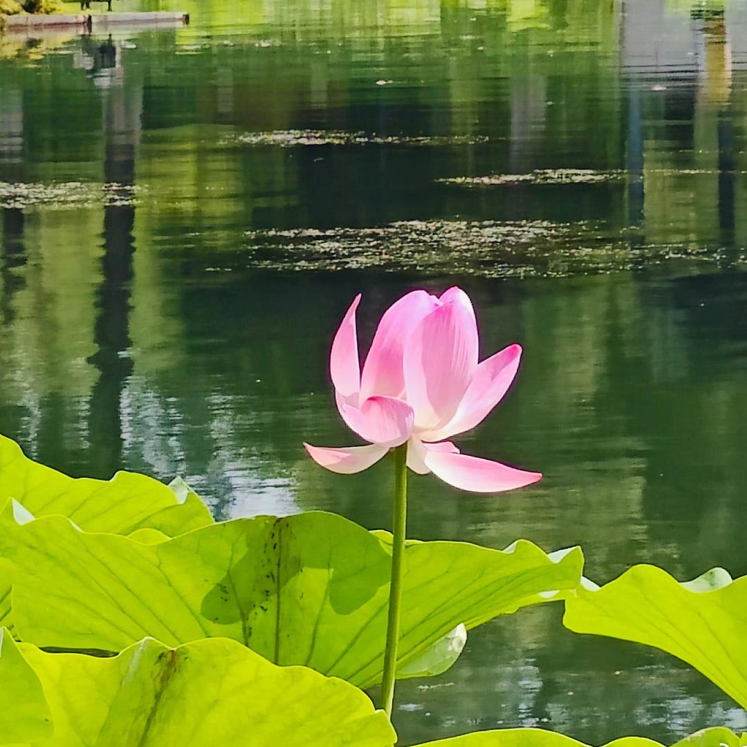 兜有米