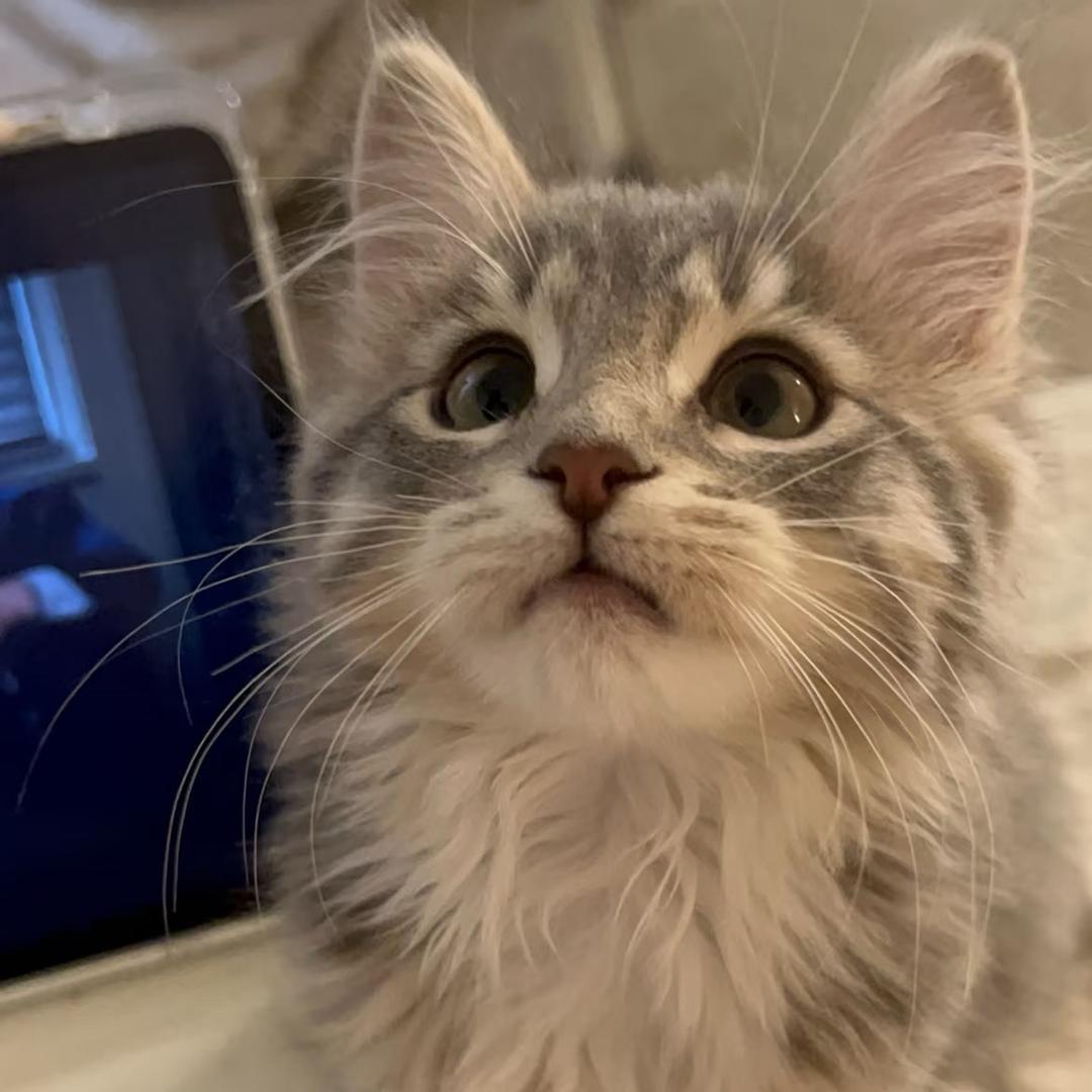 二十三号·缅因猫舍