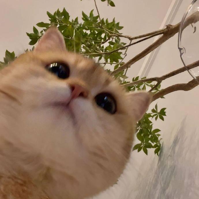 纯情小软糖💗