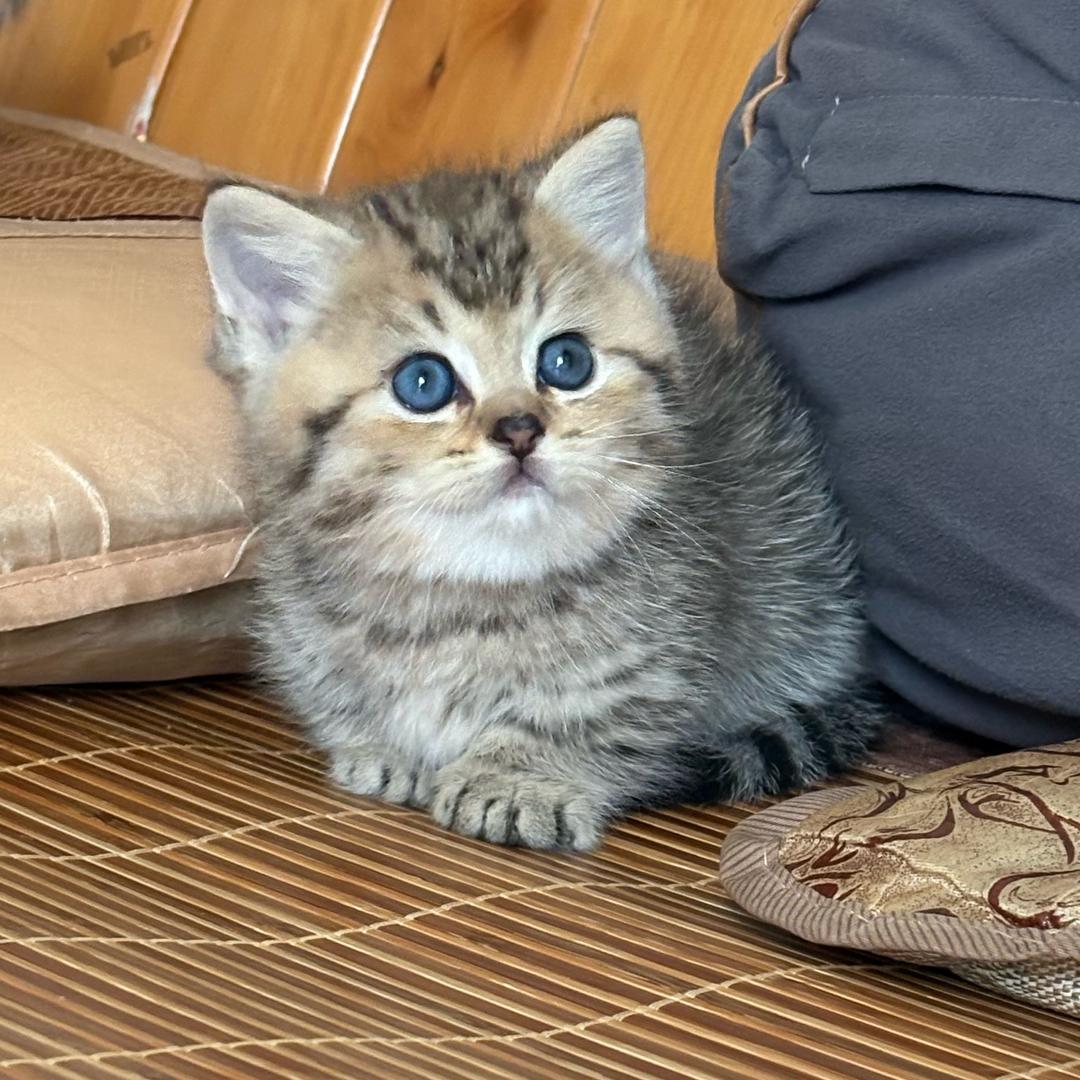 猫猫与毛毛