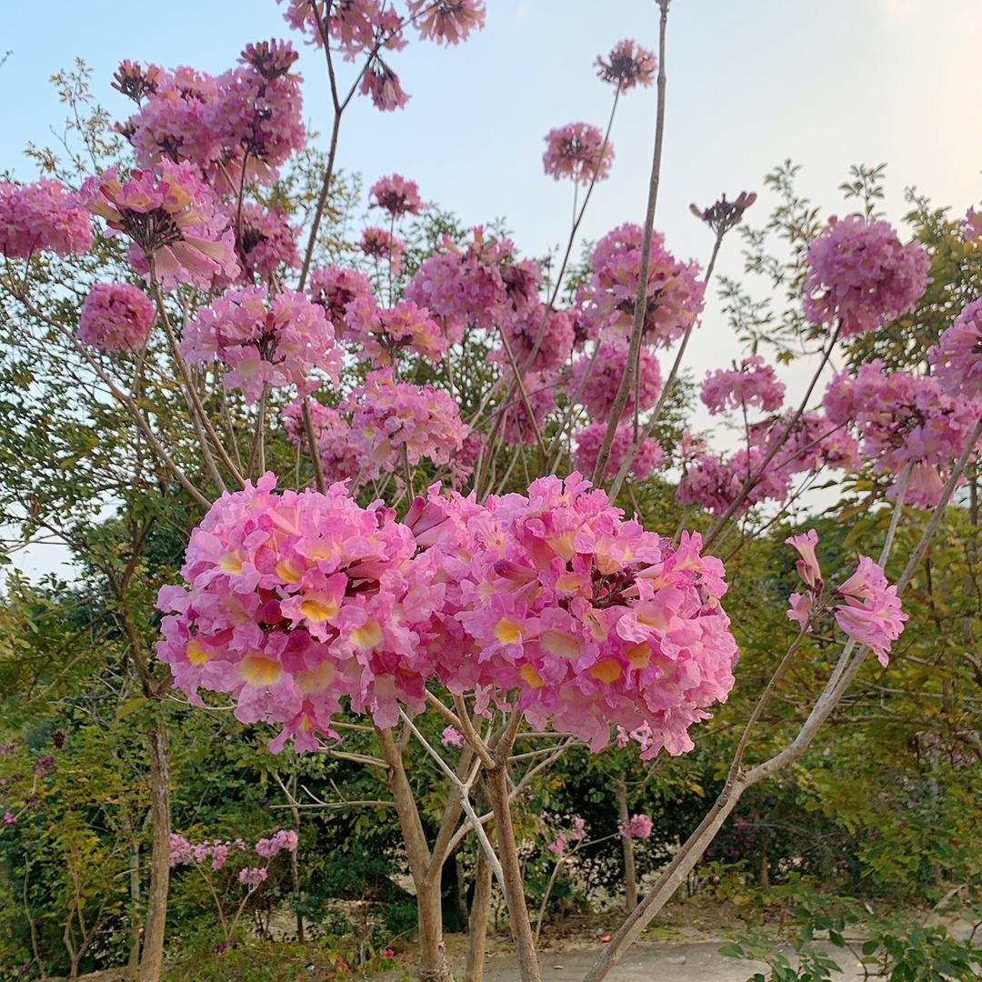 花开富贵🌺