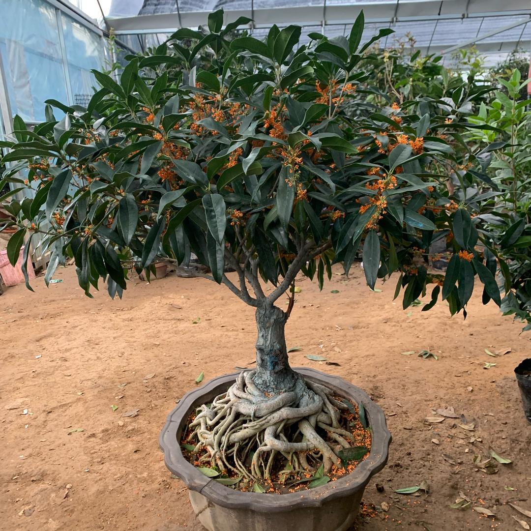 沭阳县飞楠园艺花卉