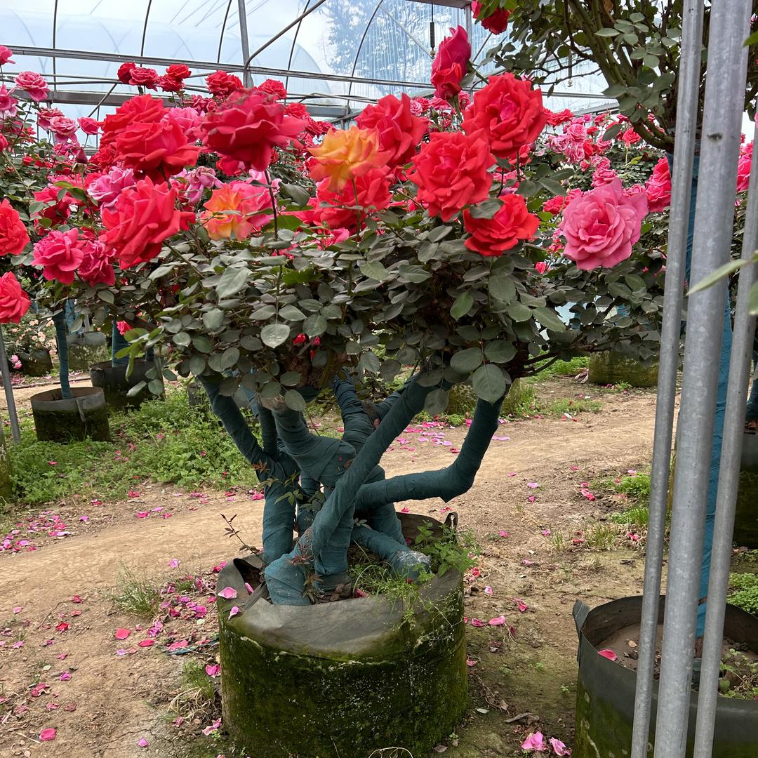 京云澜庭院造景