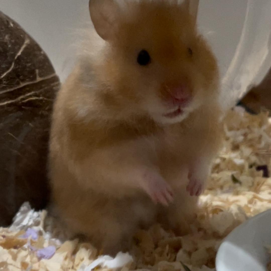 two熊熊