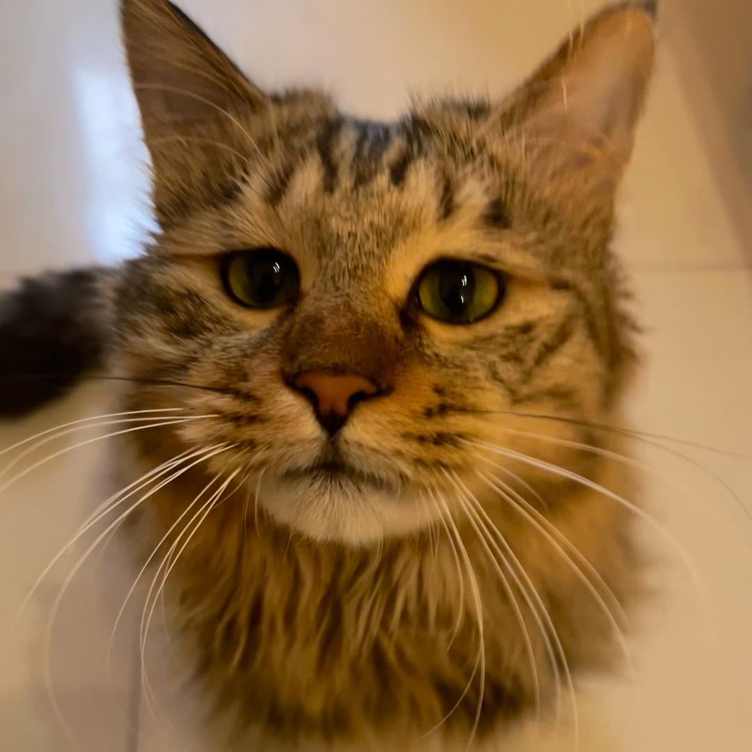 小虎🐯有点儿虎