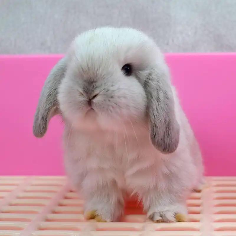 金坝宠物生活馆