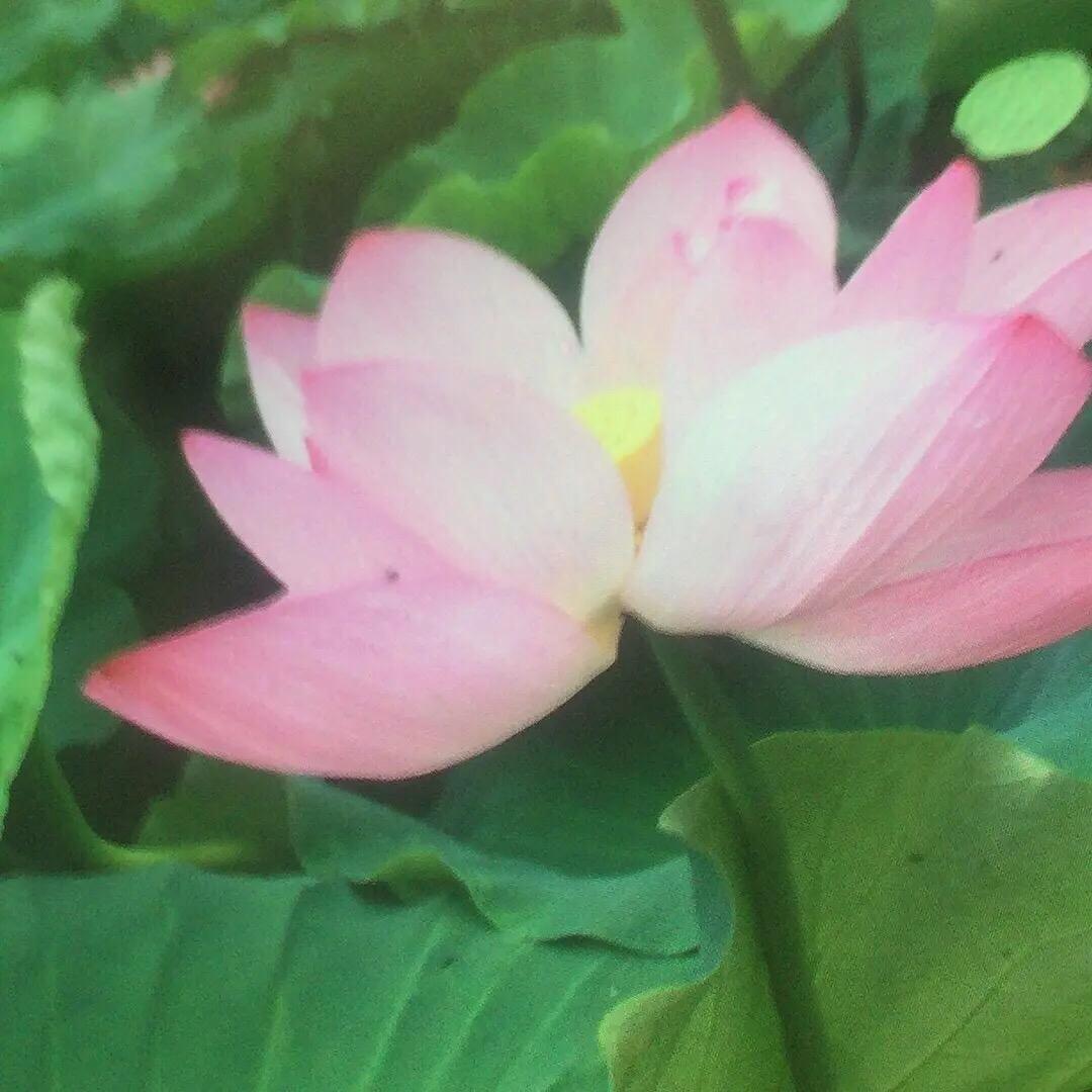 张通华