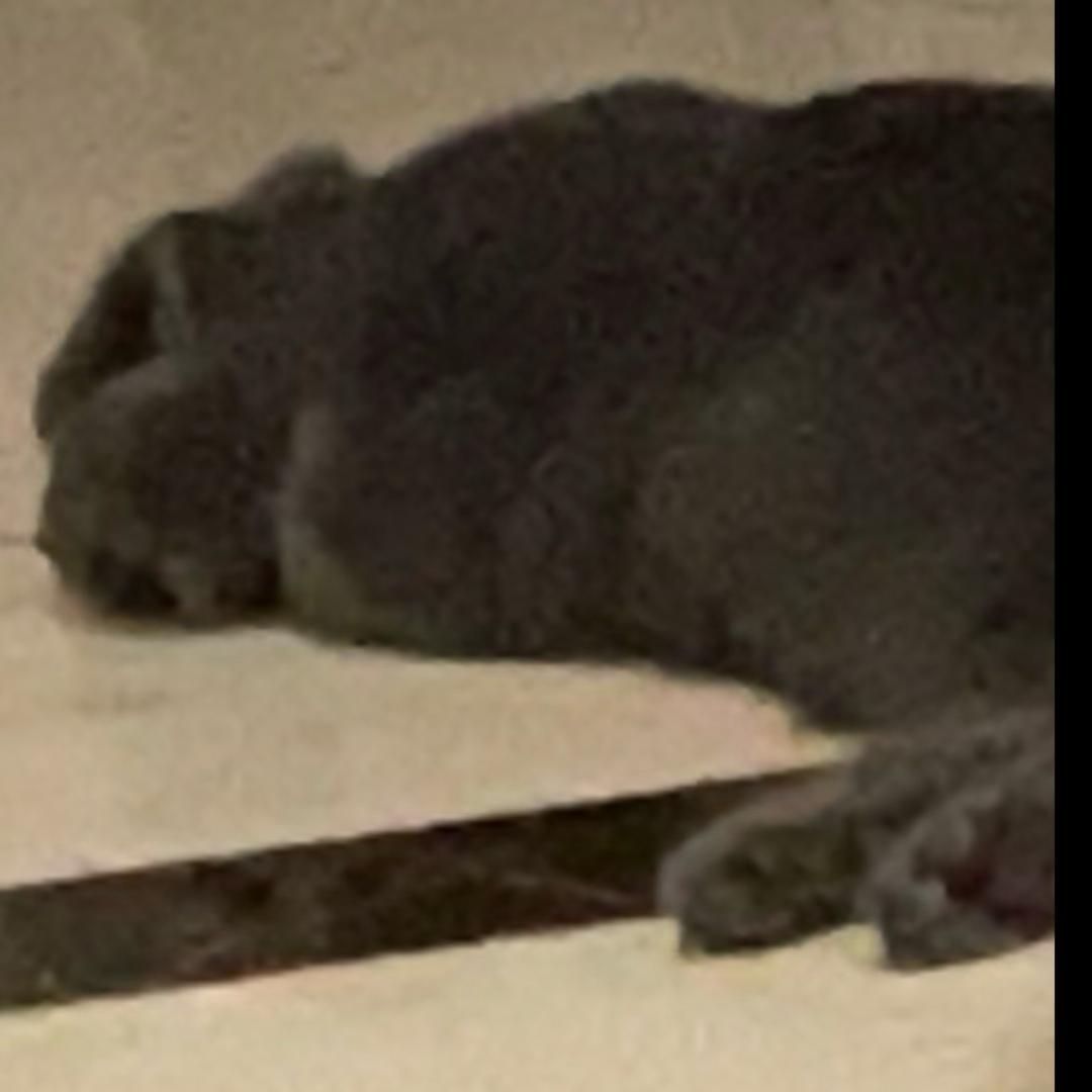喜欢小猫