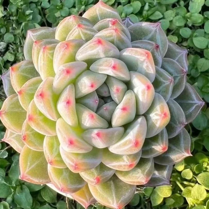 欢歌多肉花园