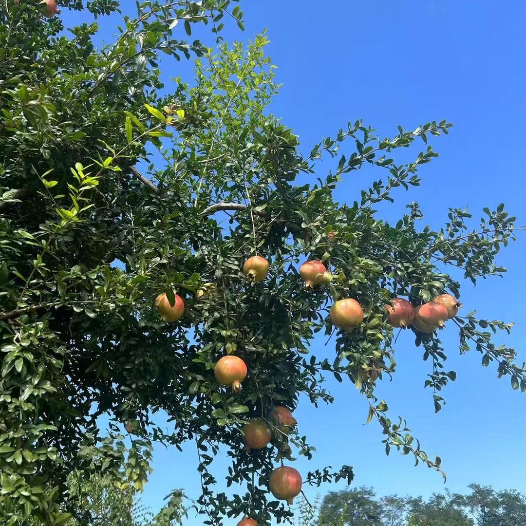 榴心愿NFC石榴汁