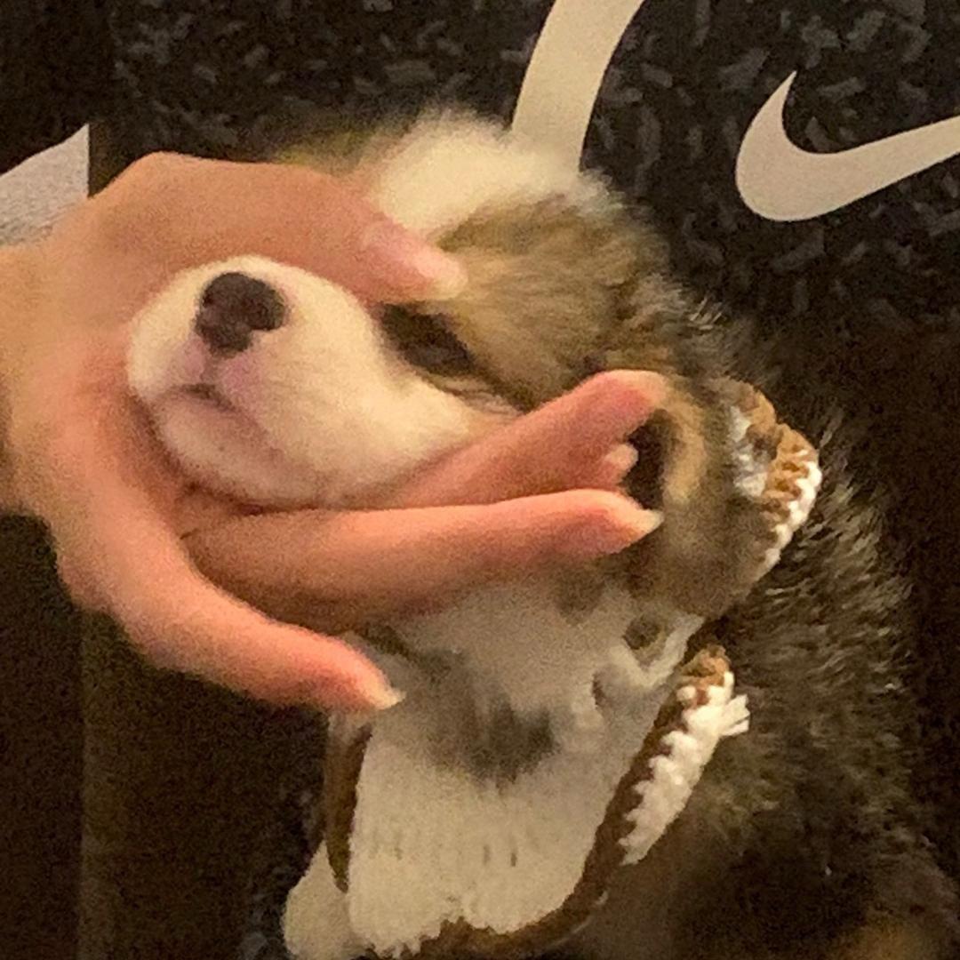 肉多多🍪