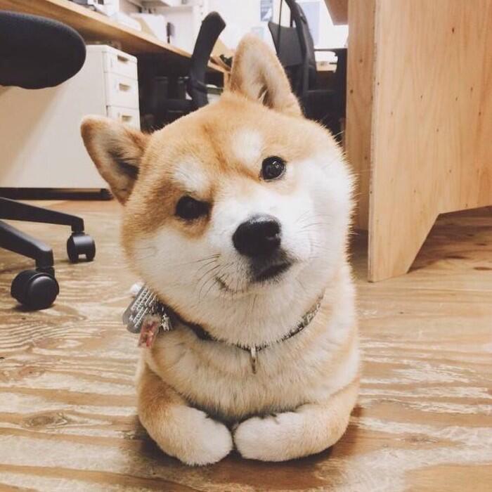 鱼帅的日常生活