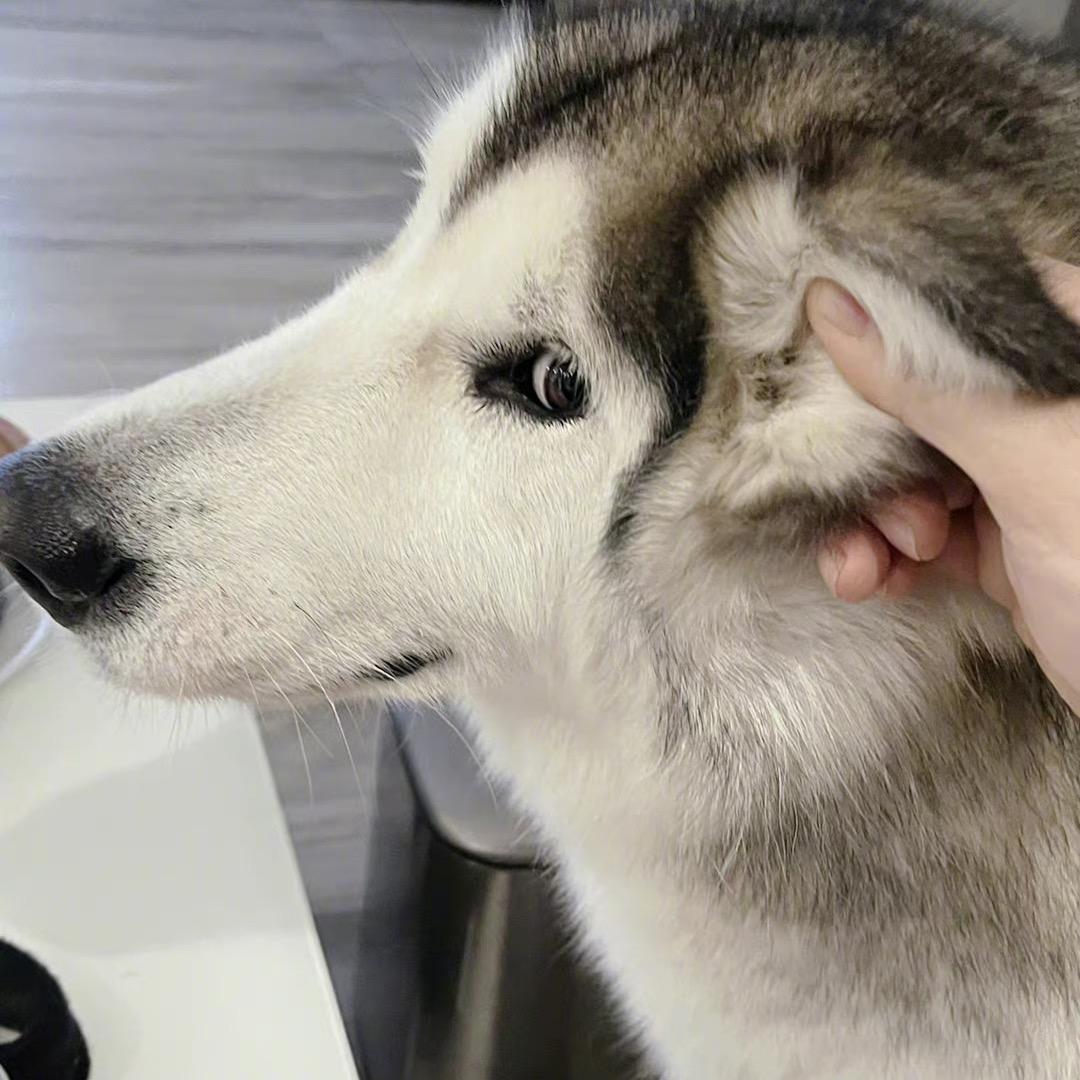 叫个什么名字好呢