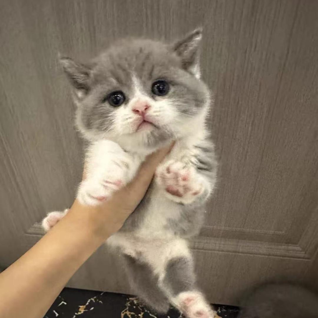 快乐小猫
