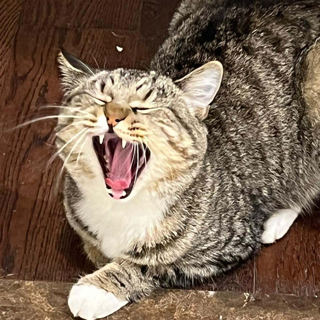 半夜偷吃前女友老公嘴子被婆婆发现追着打