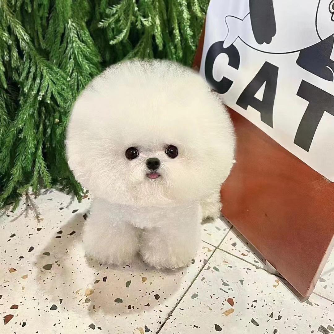 崽崽家🎀马尔济斯Pet