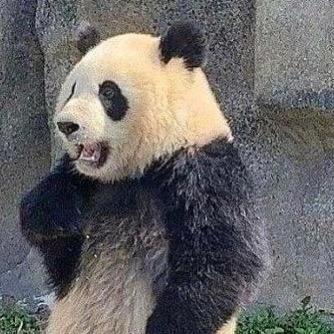 panda