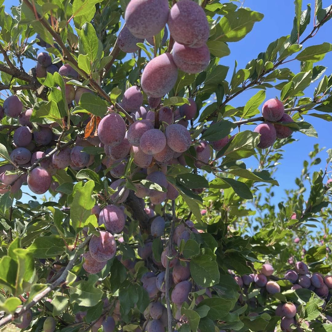天水鲜味多农产品严选店