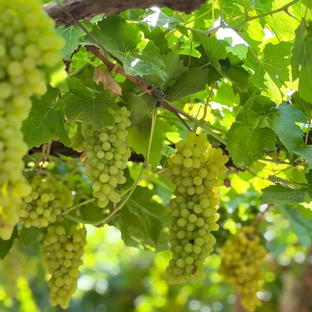 鲜予专营店西妹儿鲜果