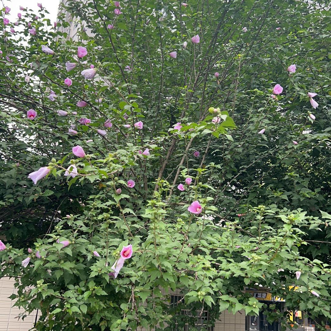 好运常伴