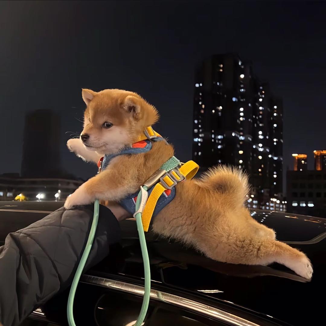 彦值脖主