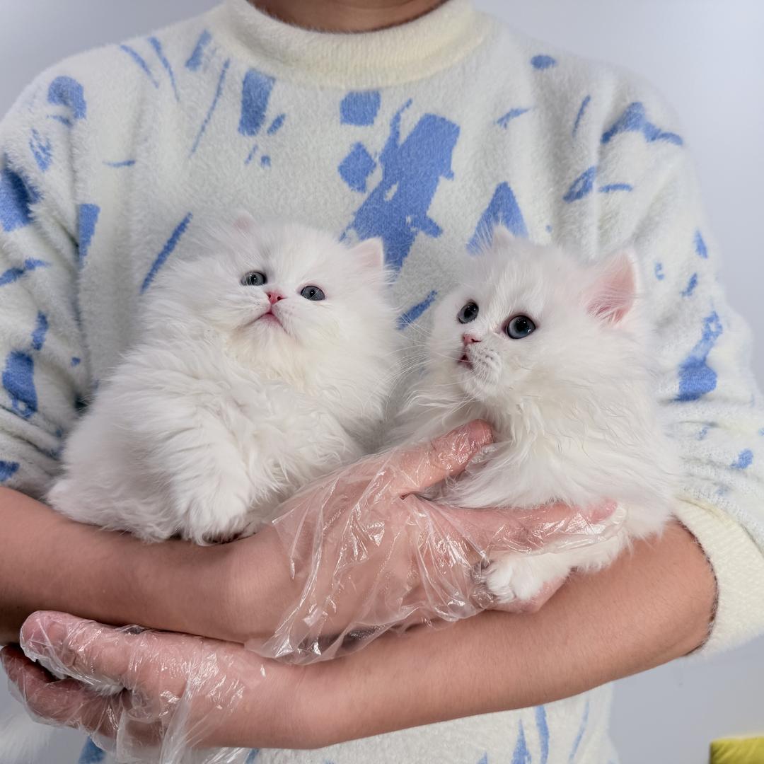 重庆星月猫舍