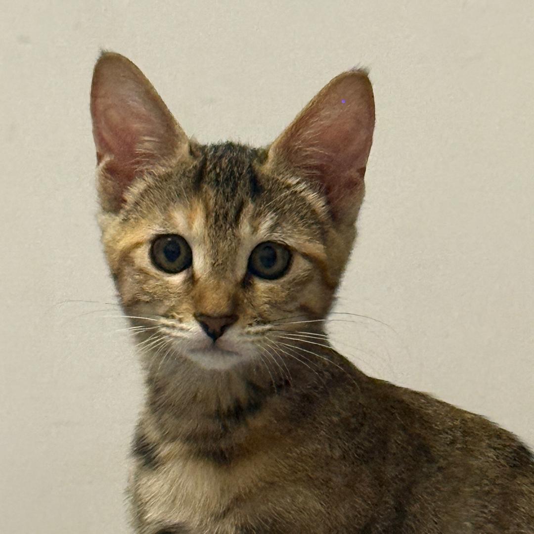 小美（财源滚滚版）