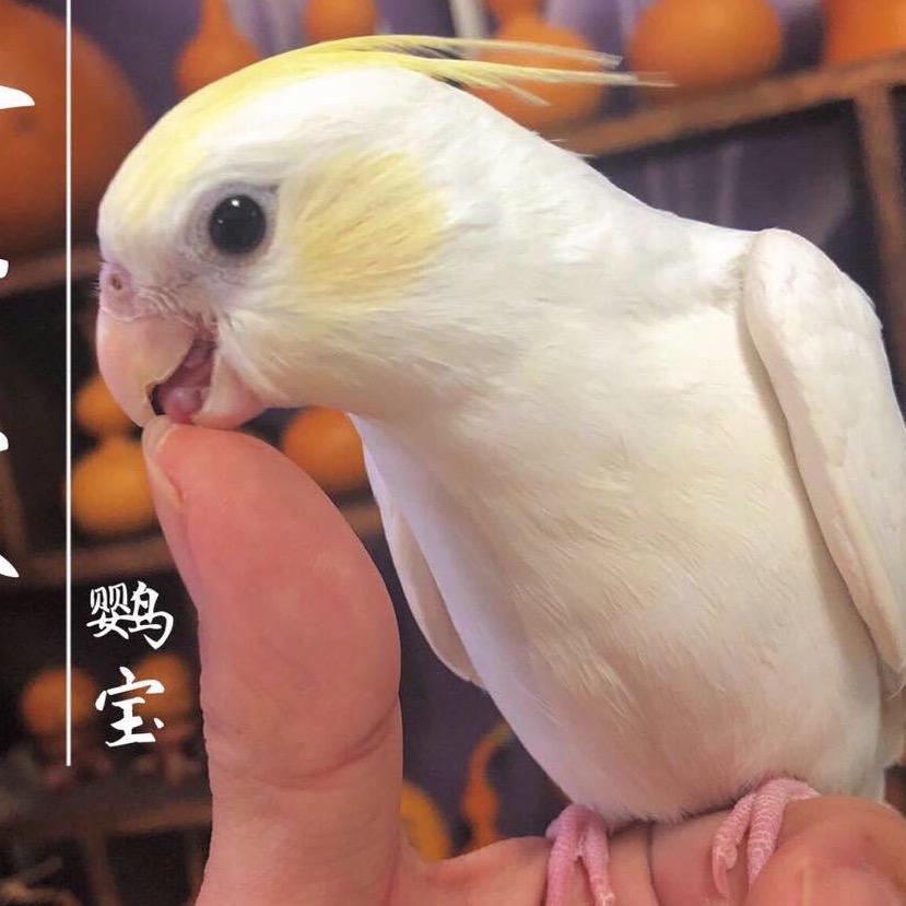 鹦鹉达人老水兵