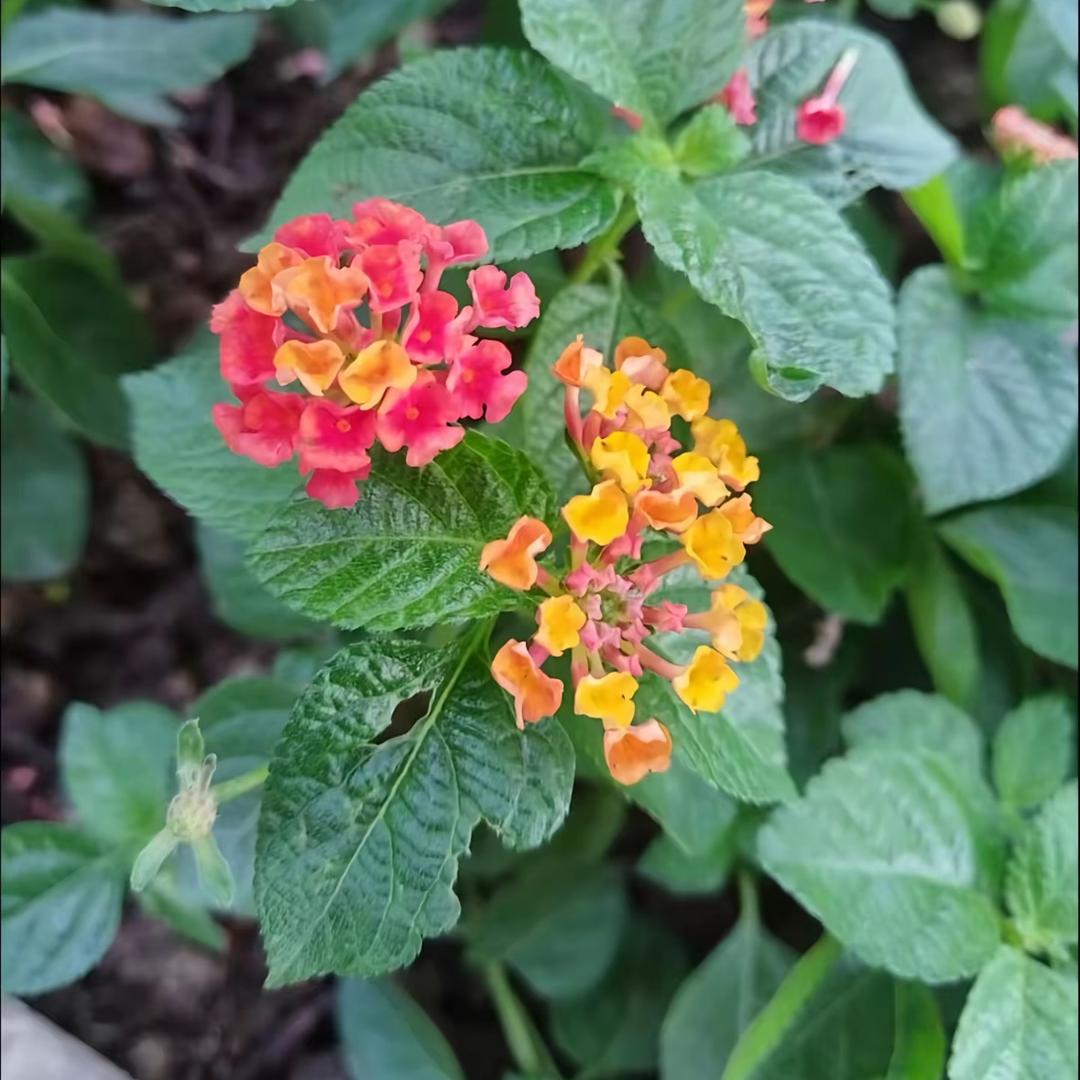 花开富贵红🌹