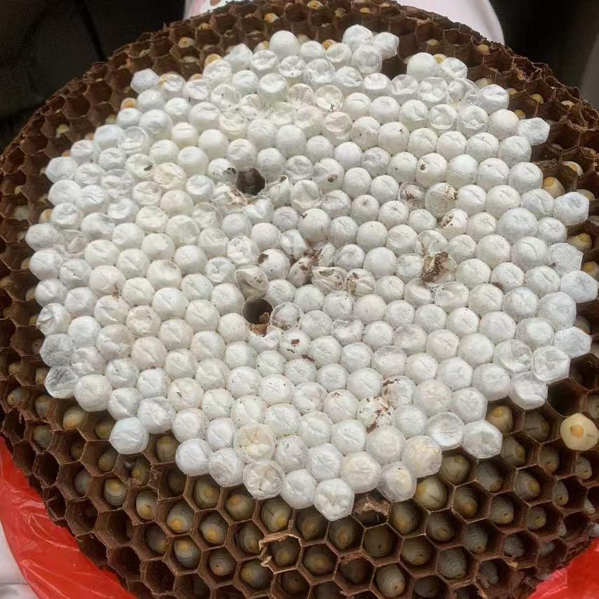 户外追蜂