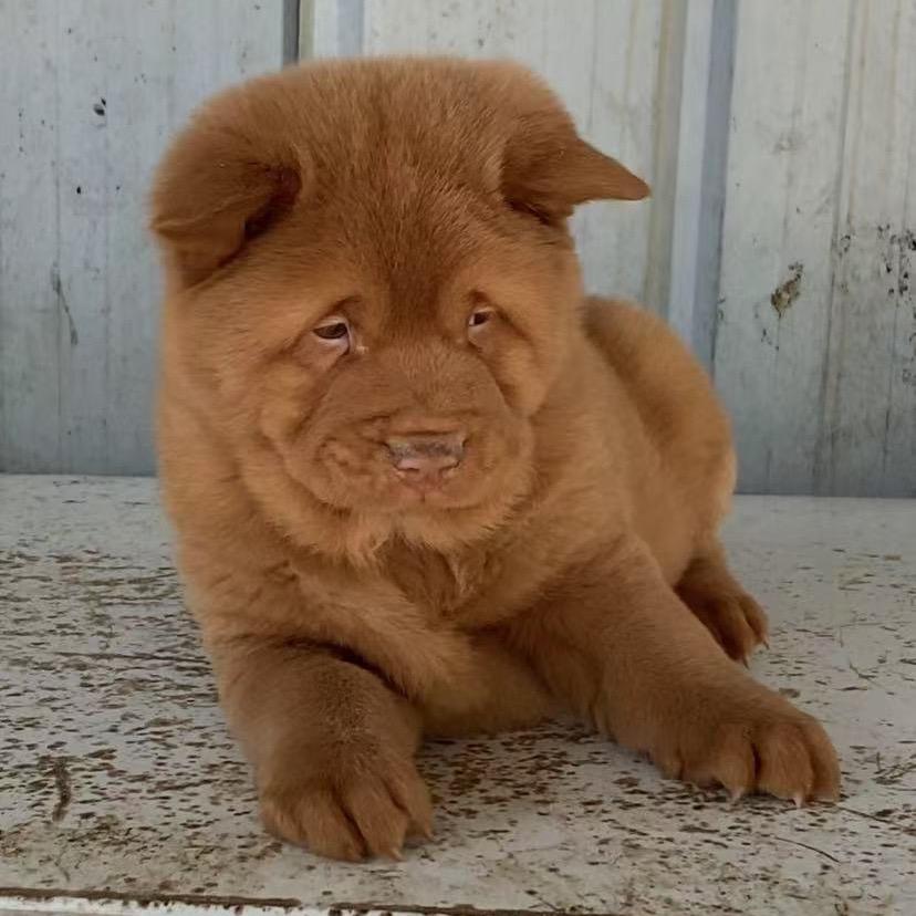 五红犬专业繁殖