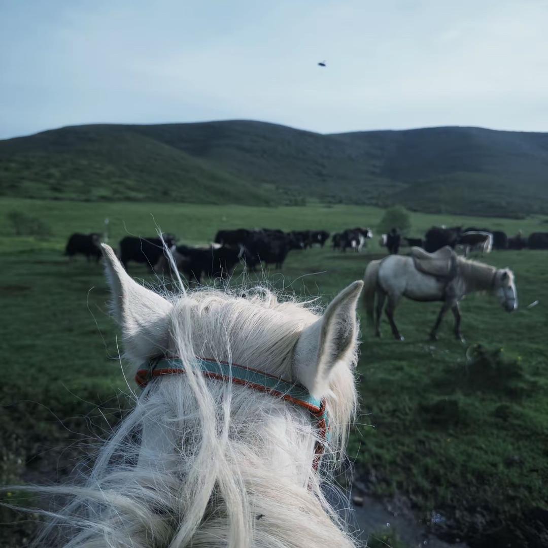 ࿐ཕྱེ་ལེབ 🦋