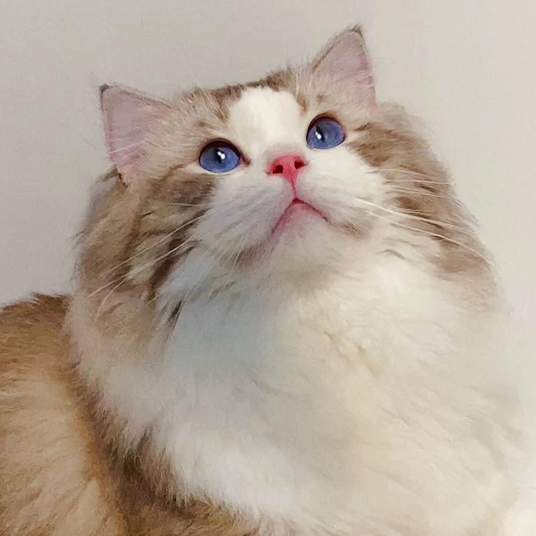 一只大胖宝
