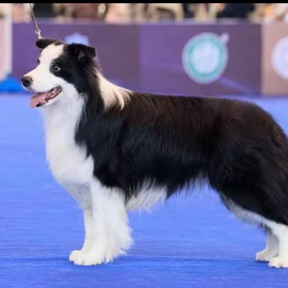 湖南可乐边牧犬舍