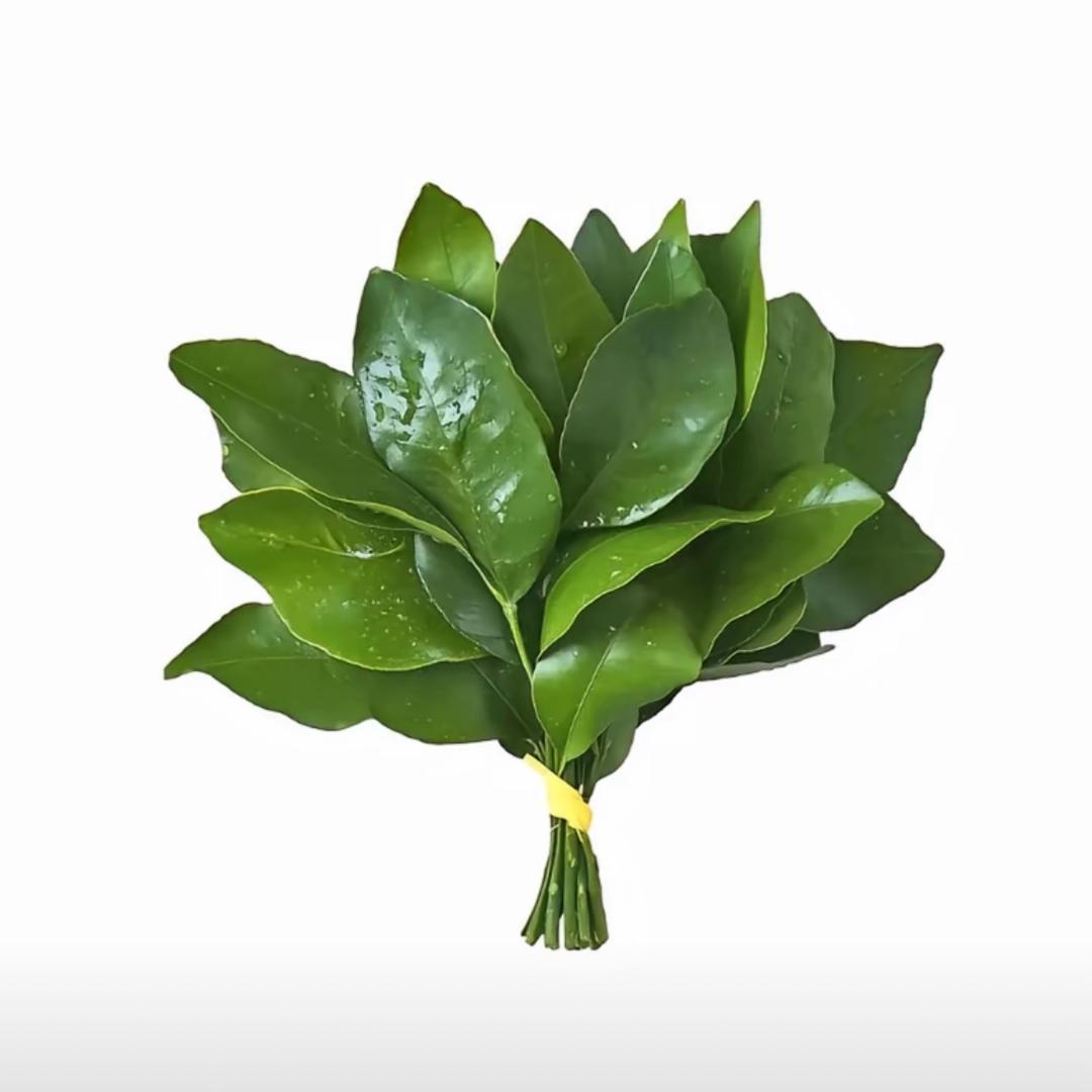 Shengᰔᩚ˶'ᵕ'˶.