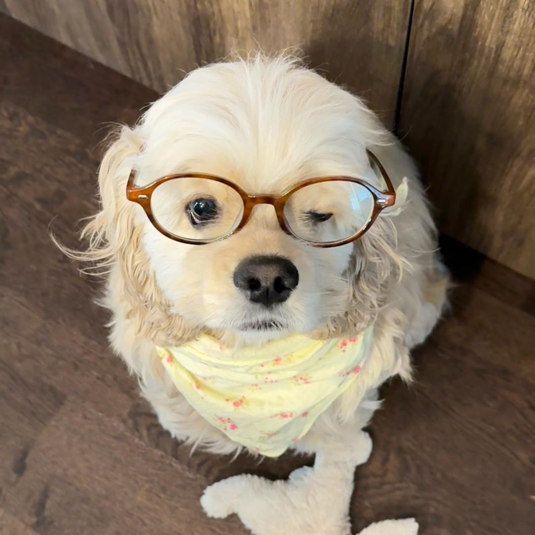 晕头小狗🐕
