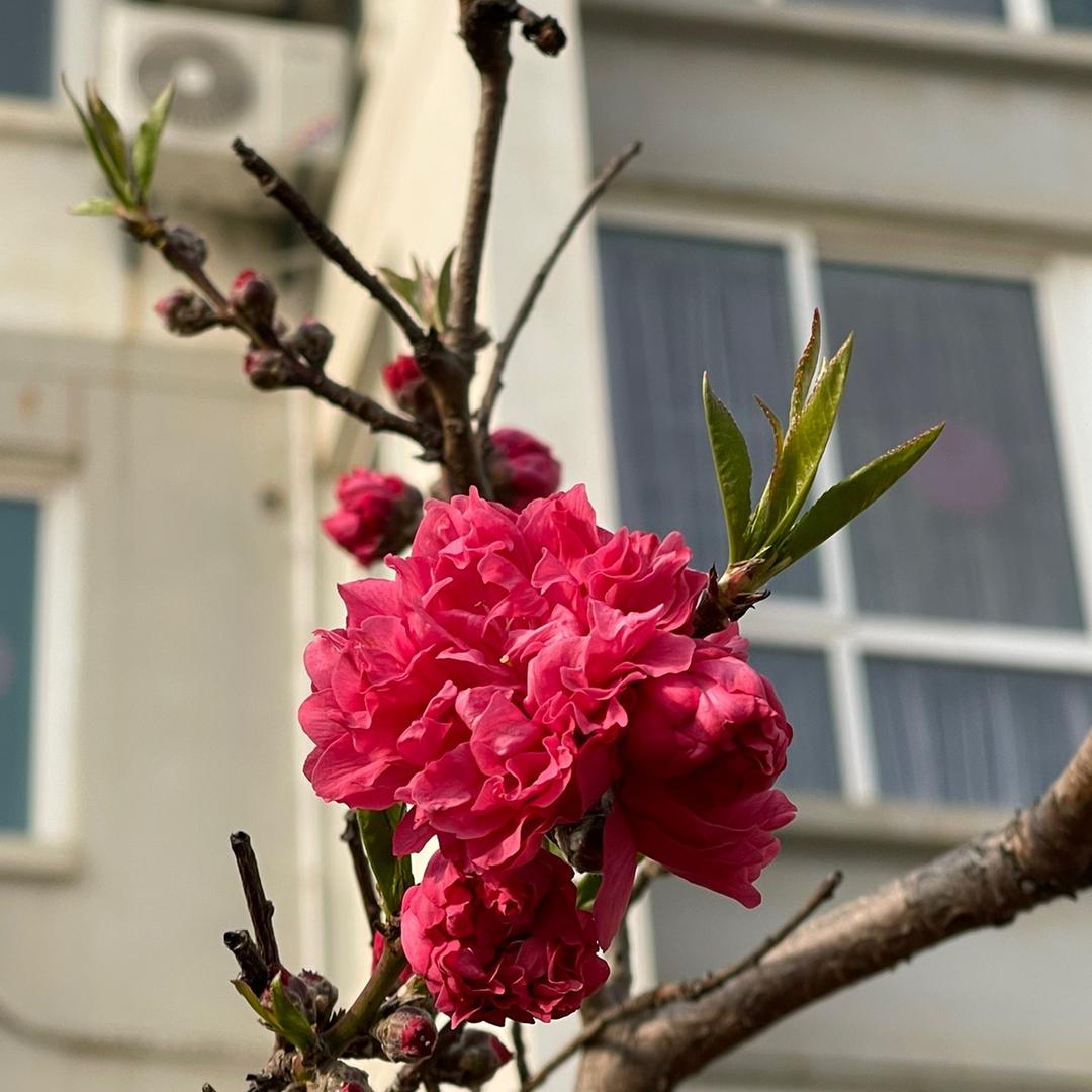 冒泡汽水  洋洋