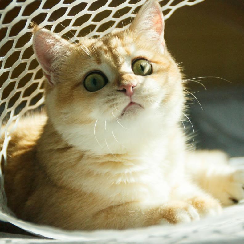 喵～是奶黄包呀！