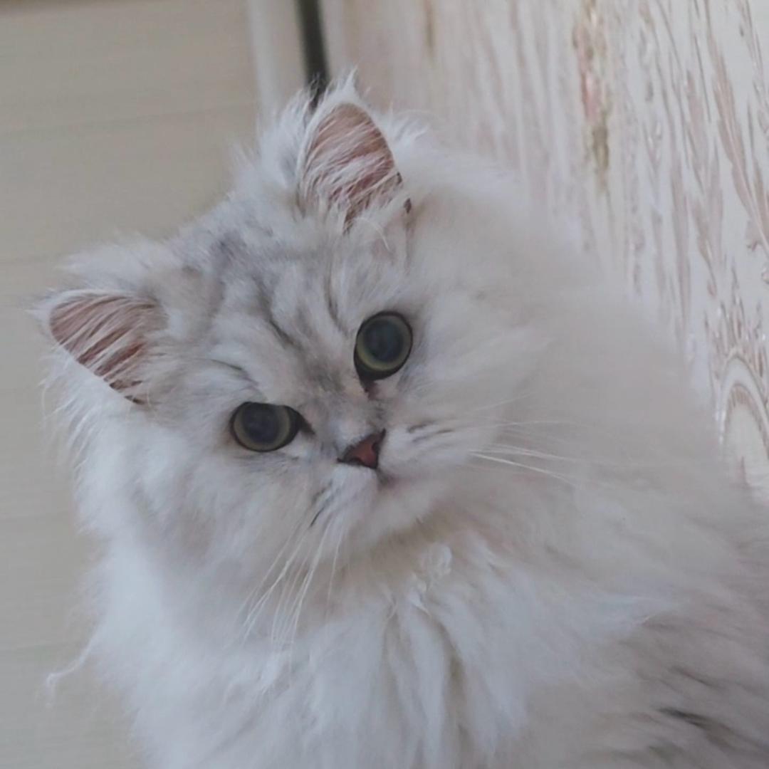 猫咪
