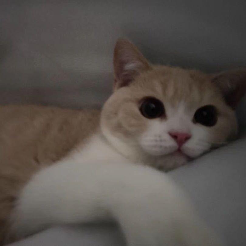 车尔尼是只猫🐱